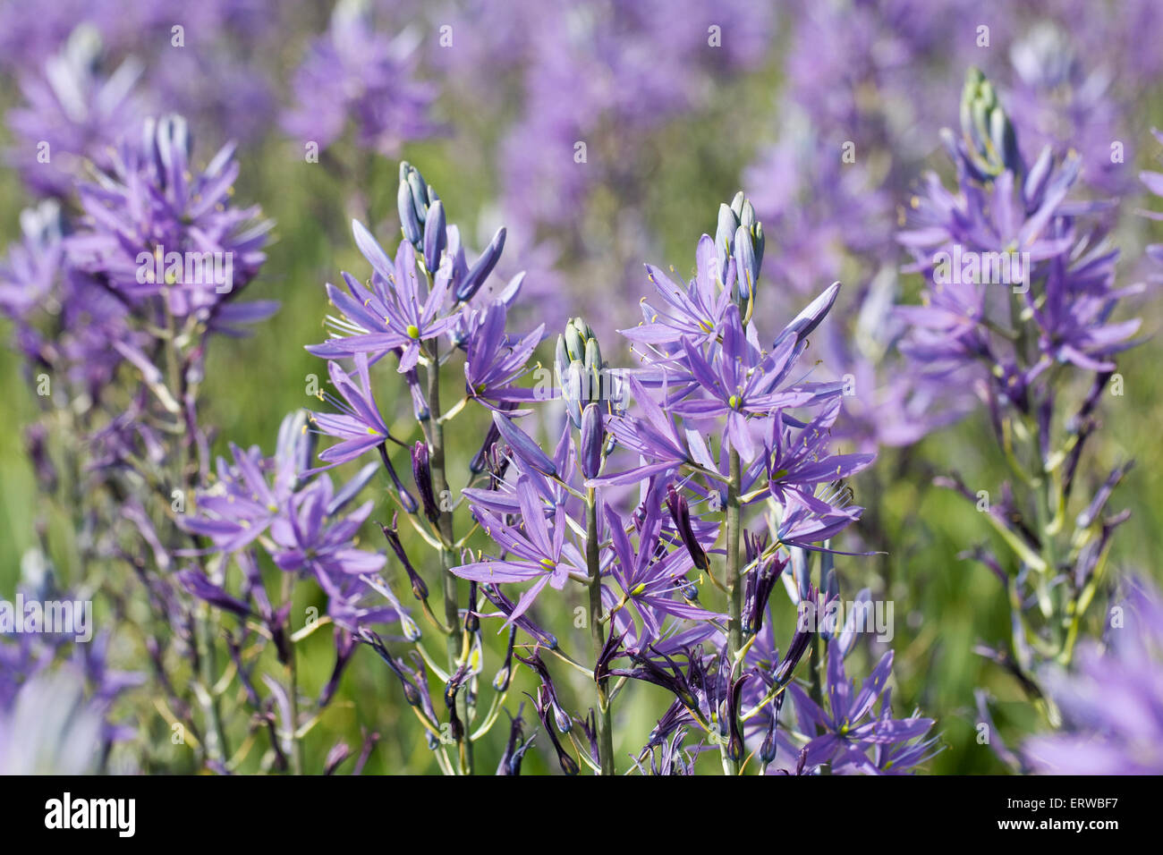 Camassia flowers in Spring. Stock Photo