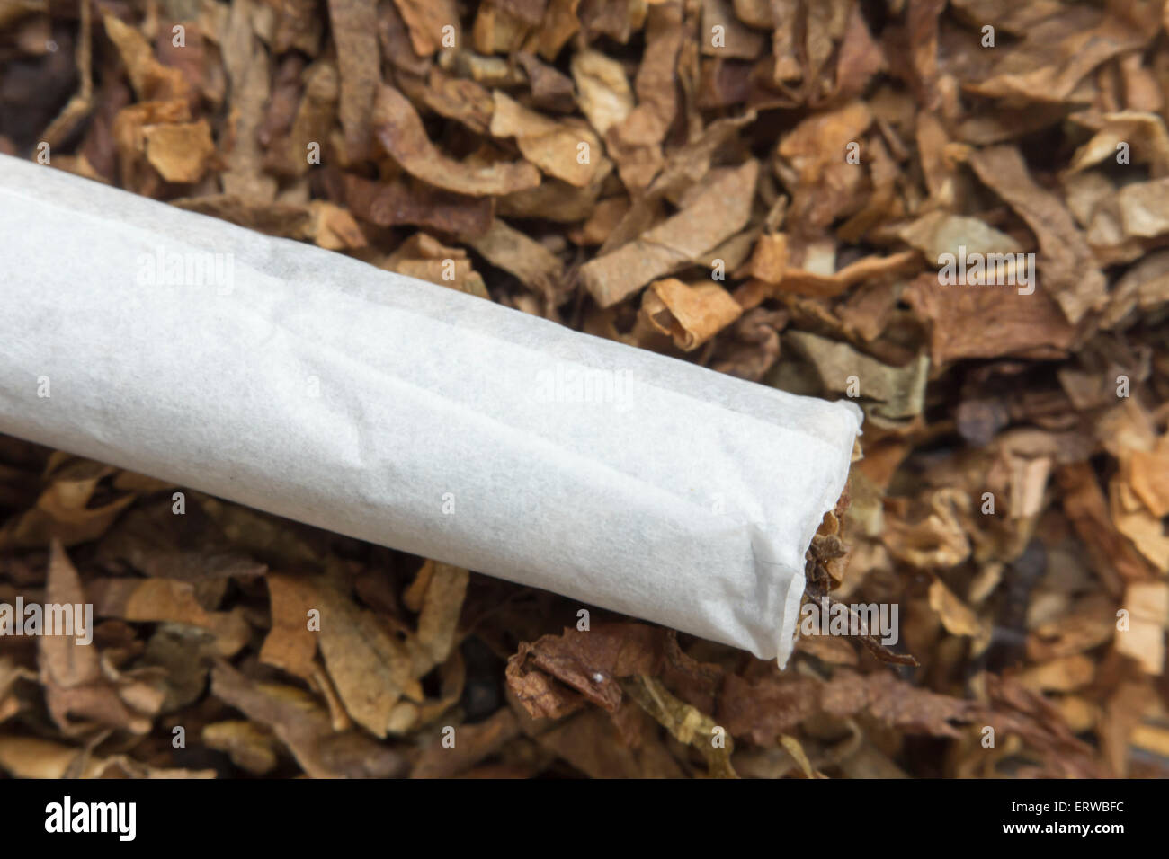 Rolling cigarettes with filters papers and plenty finely cut tobacco