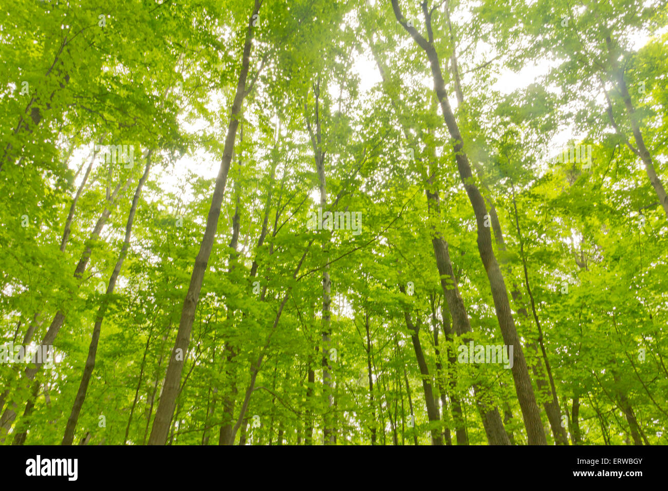 Tall forest trees reach for the sky in magical nature background Stock ...