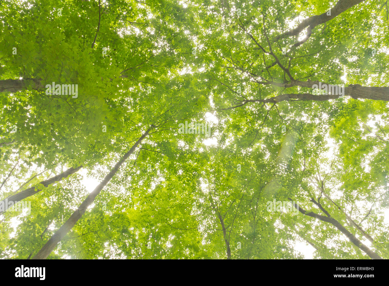 Tall forest trees reach for the sky in magical nature background Stock ...