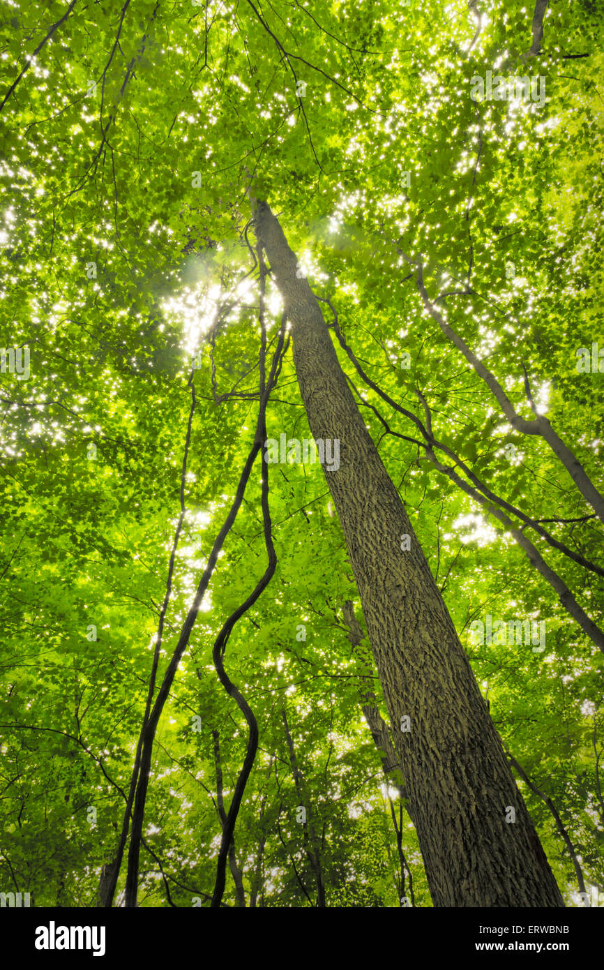 Tall forest trees reach for the sky in magical nature background Stock ...