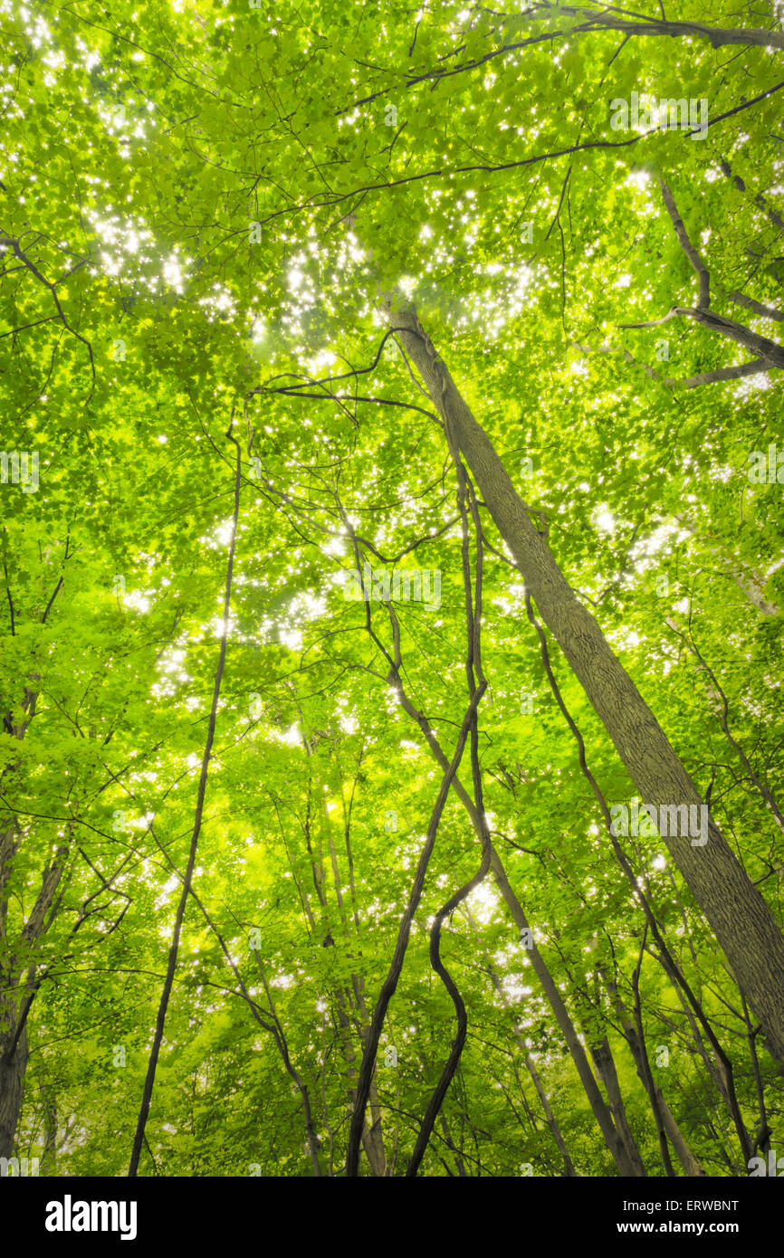 Tall forest trees reach for the sky in magical nature background Stock ...