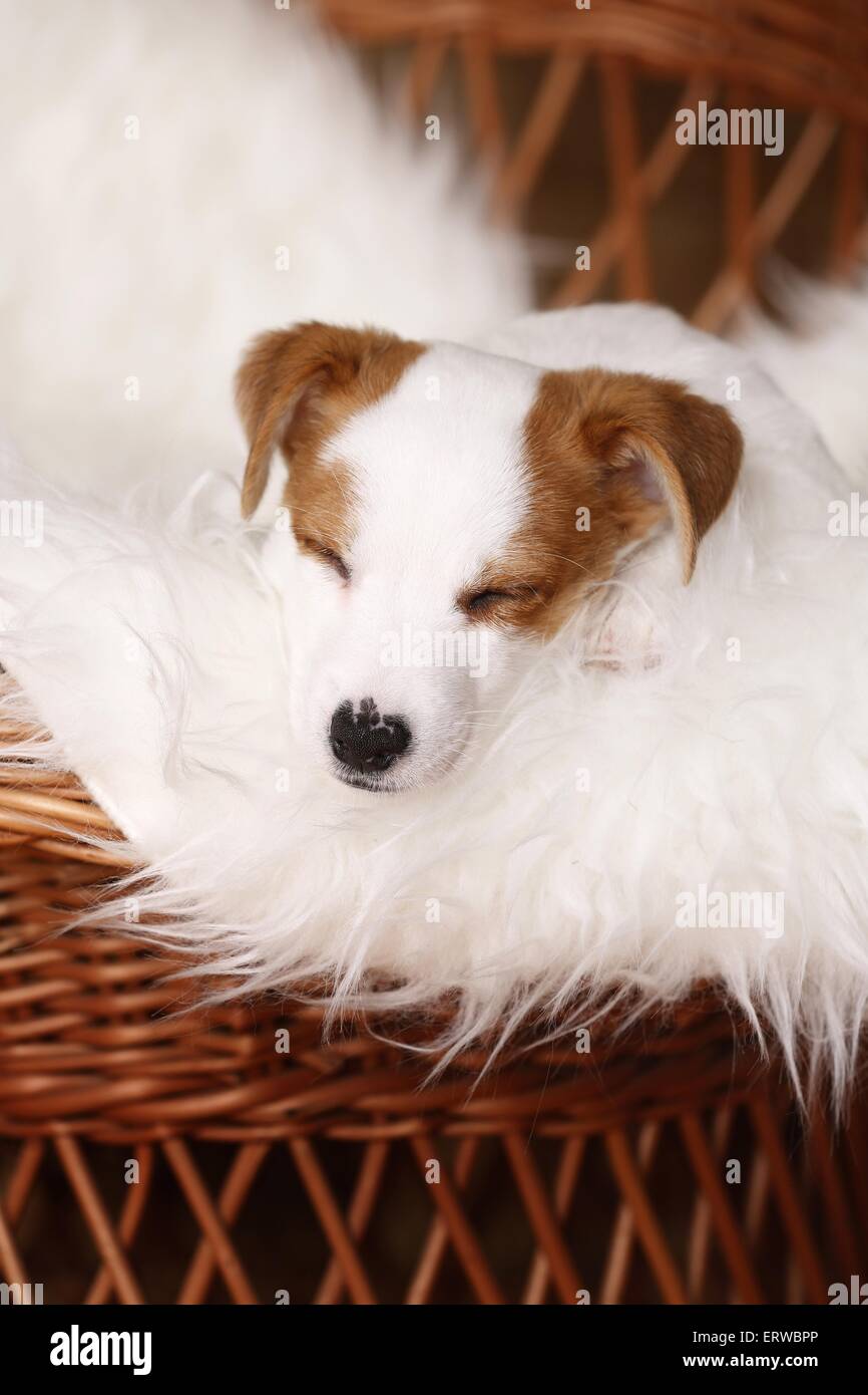 How Long Do Jack Russells Sleep Per Day