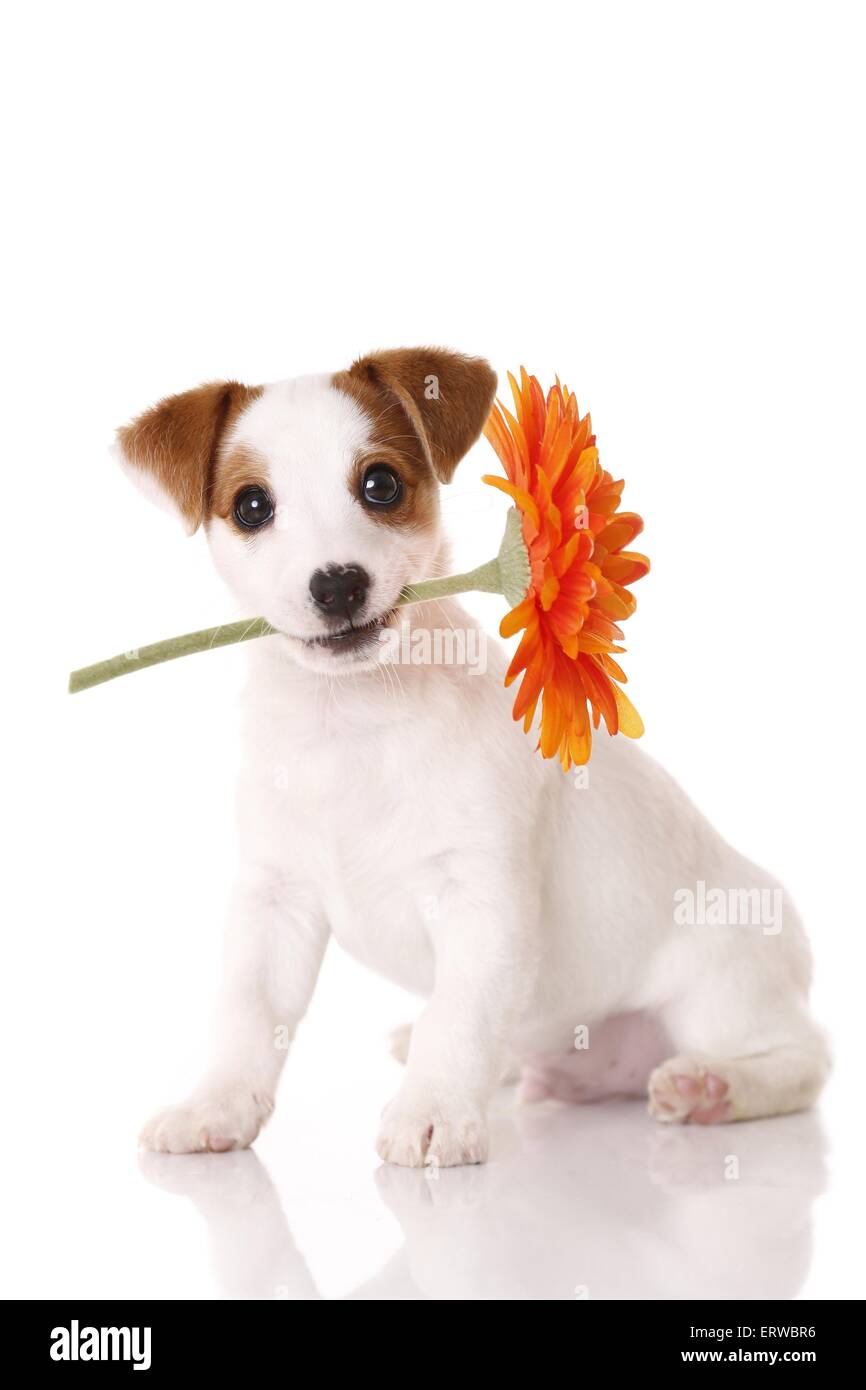 Jack Russell Terrier Puppy with flower Stock Photo