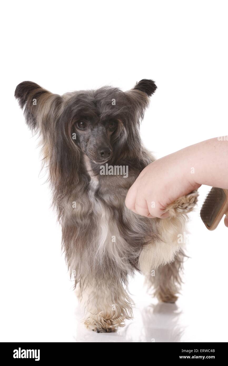 brushing a Chinese Crested Powder Puff Stock Photo