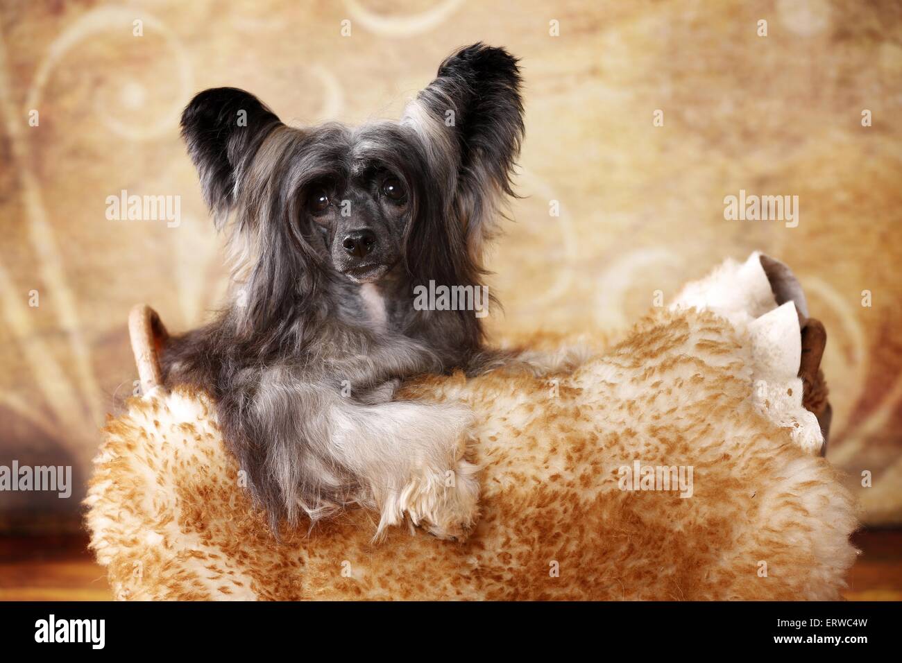 Chinese Crested Dog Powder Puff Stock Photo