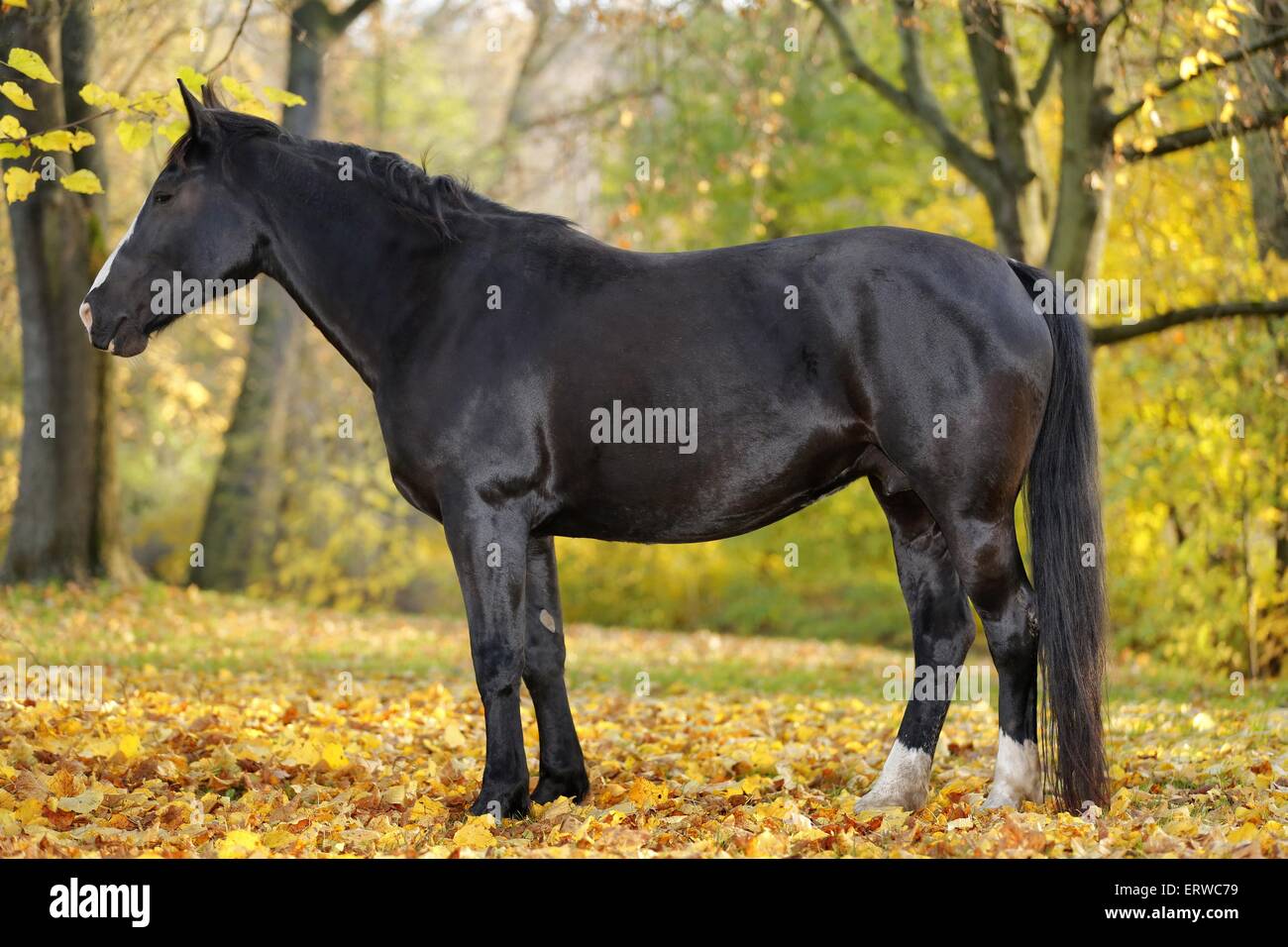 Friesian horse cross hires stock photography and images Alamy