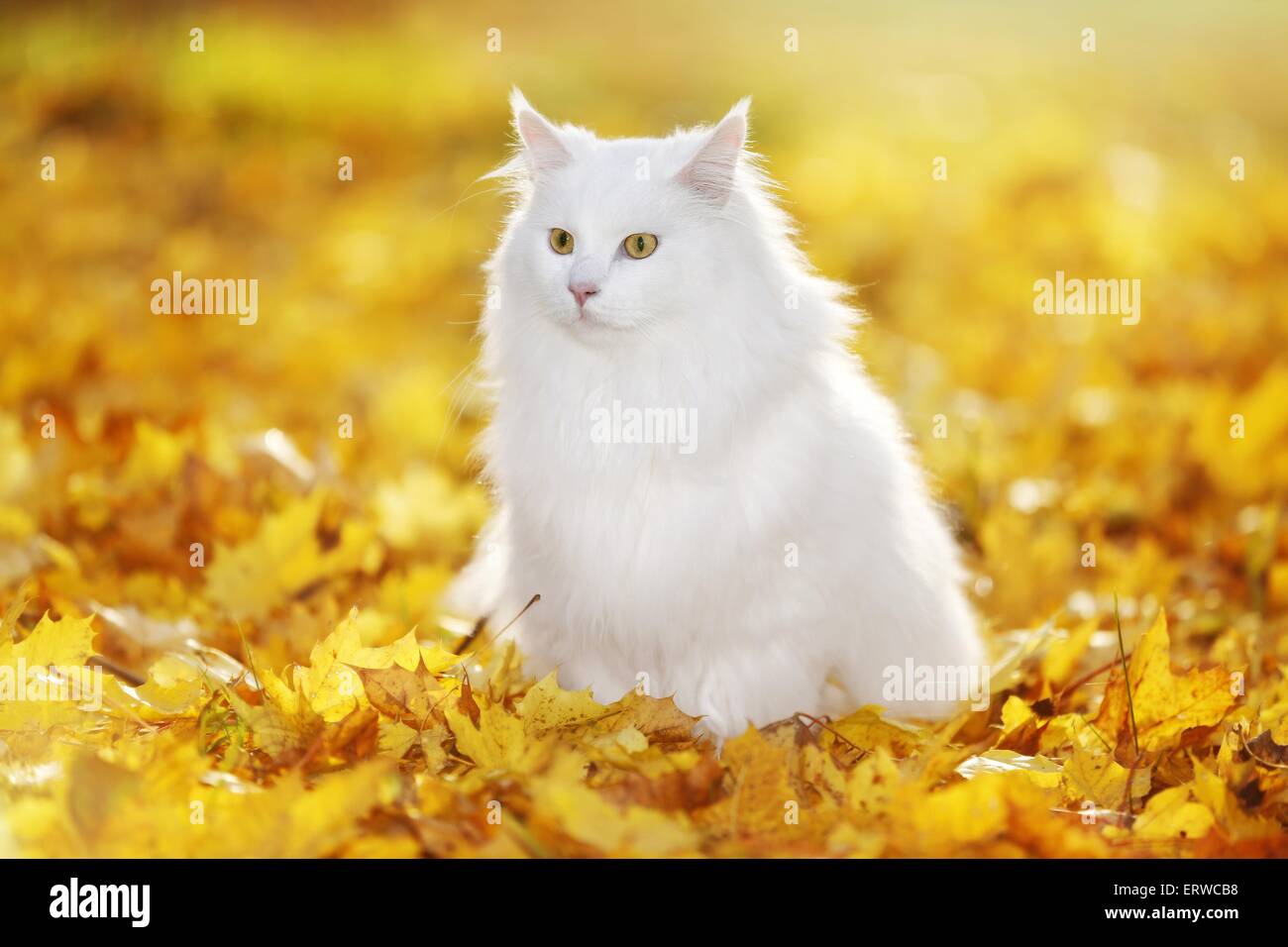 sitting Siberian Cat Stock Photo - Alamy