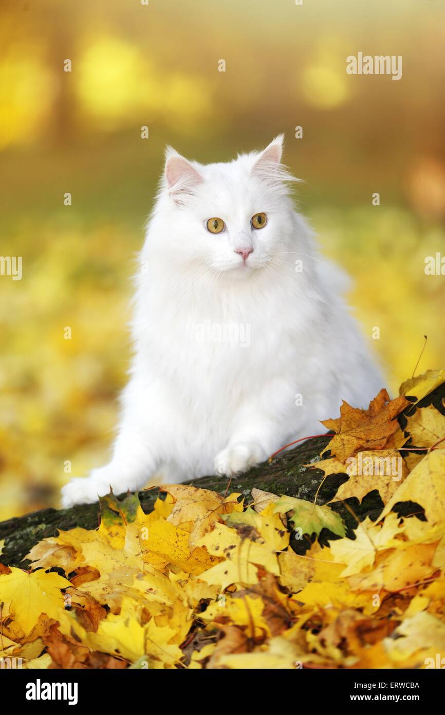 Male adult cat hi-res stock photography and images - Alamy