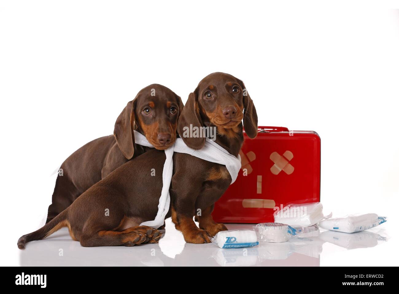 2 Dachshund Puppies Stock Photo
