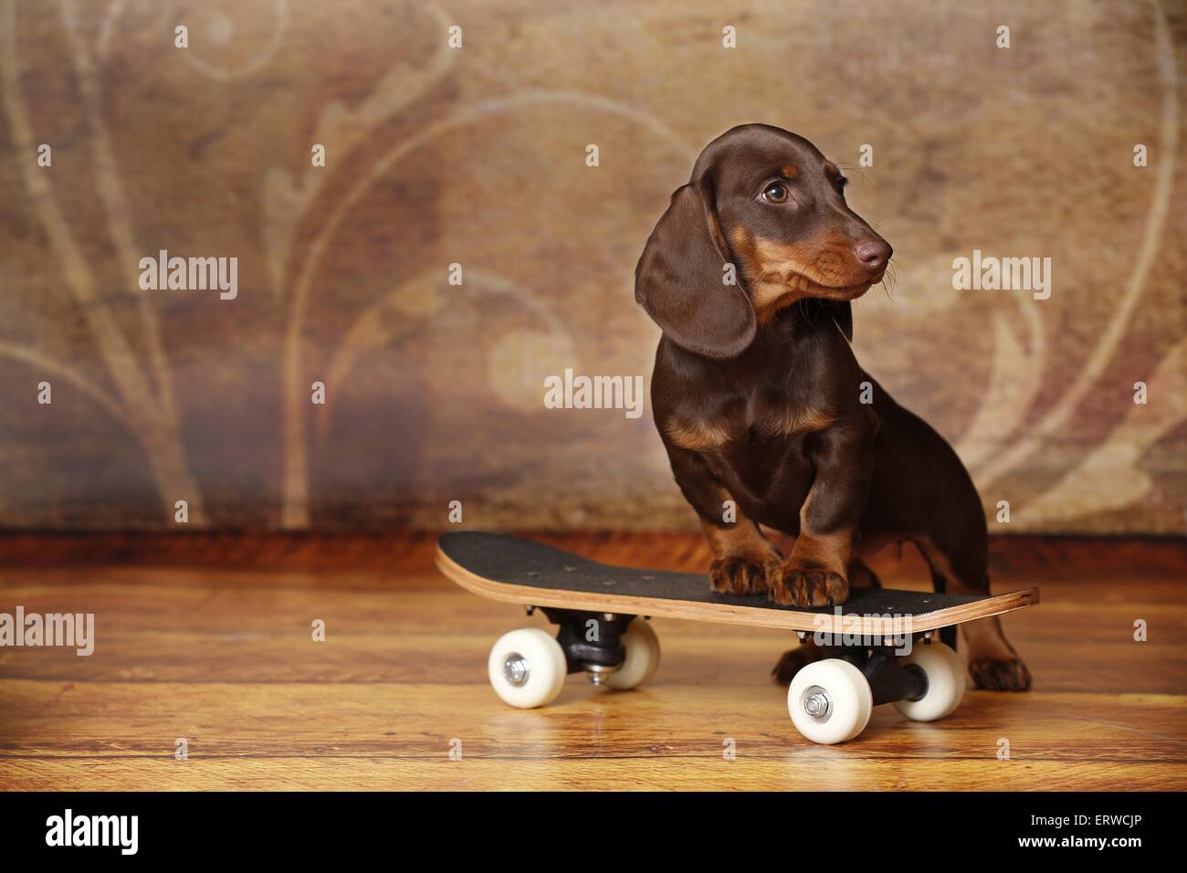 Tan dachshund hi-res stock photography and images - Alamy