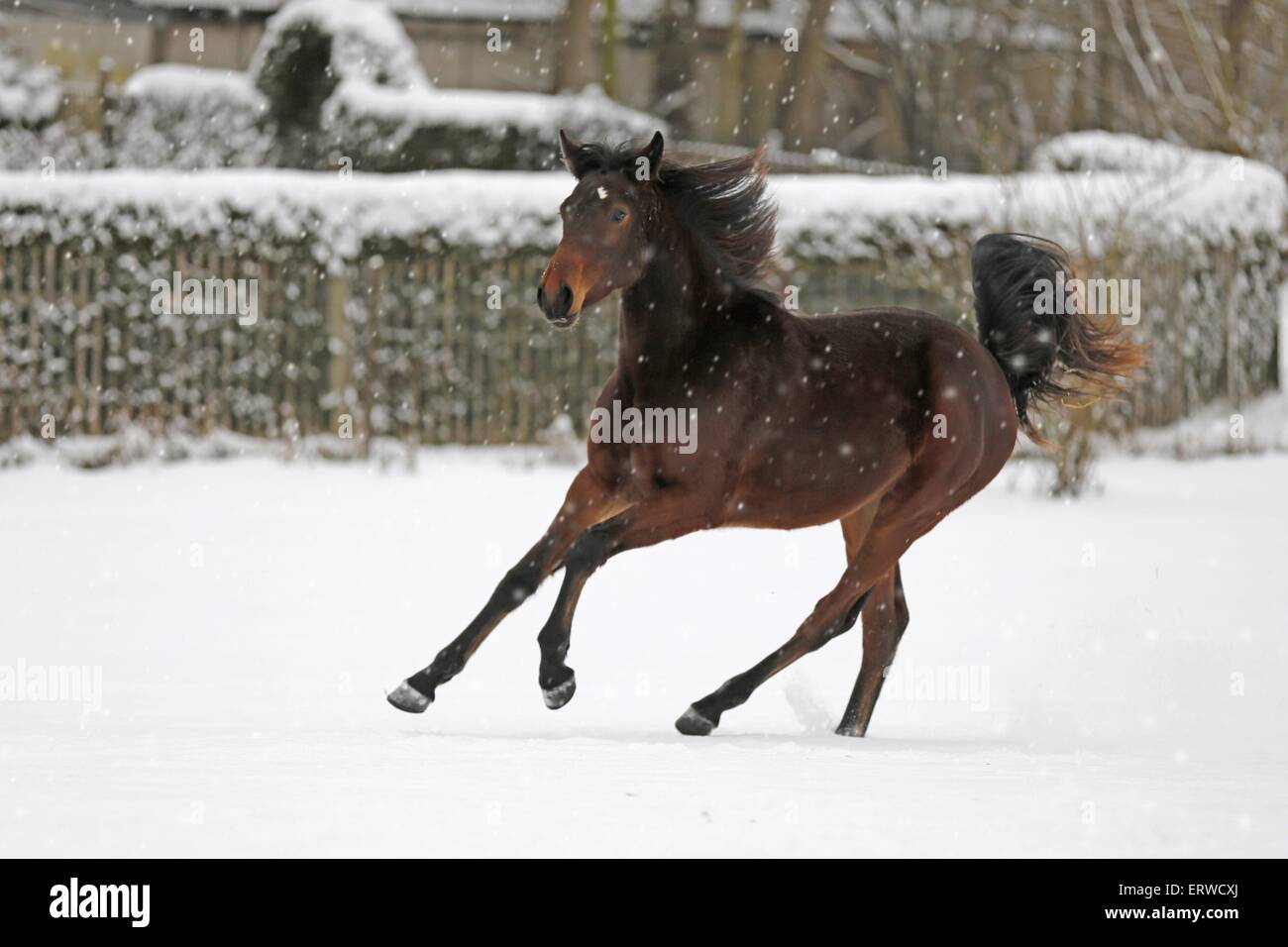 running horse in snow Stock Photo