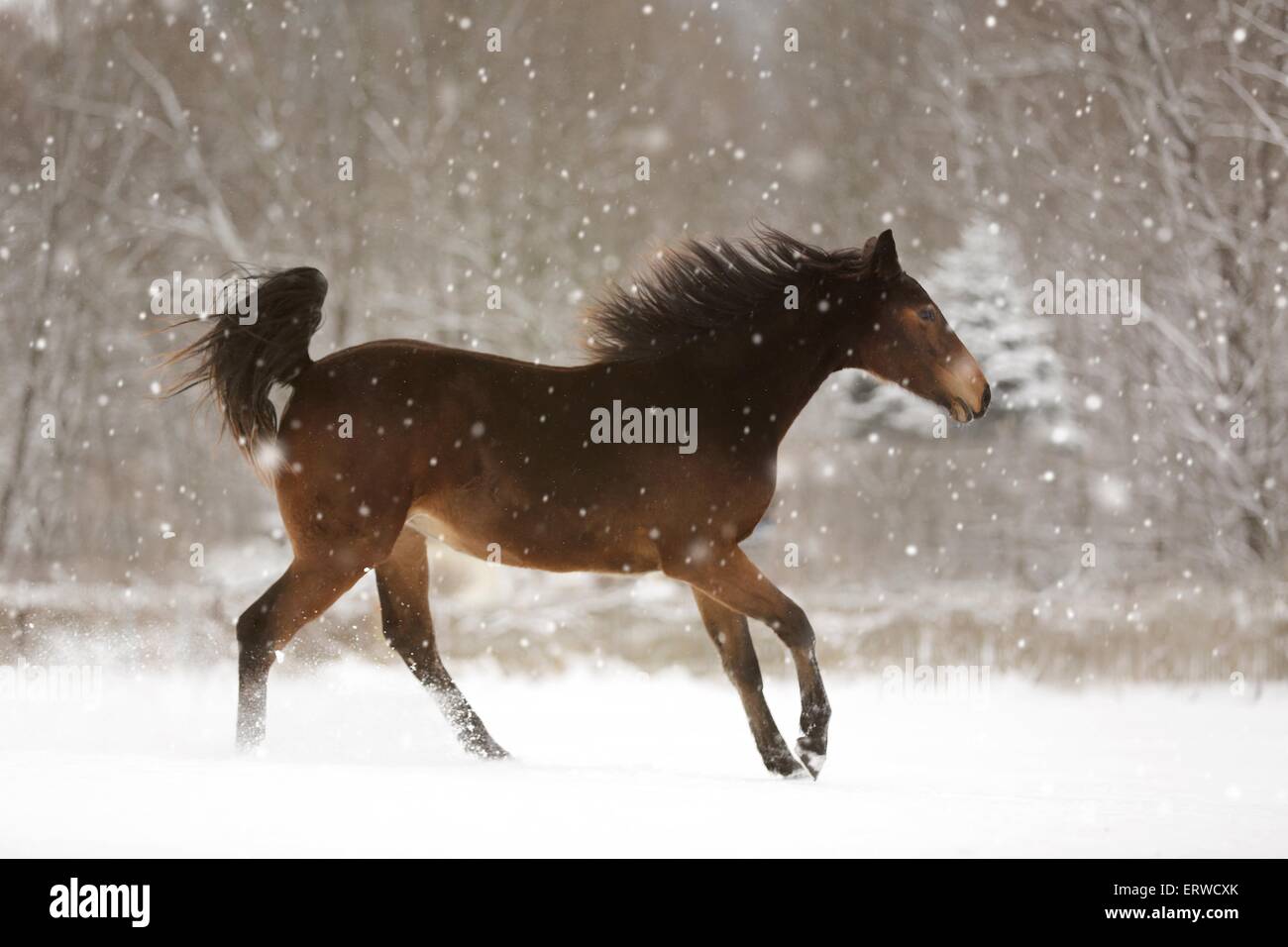 running horse in snow Stock Photo