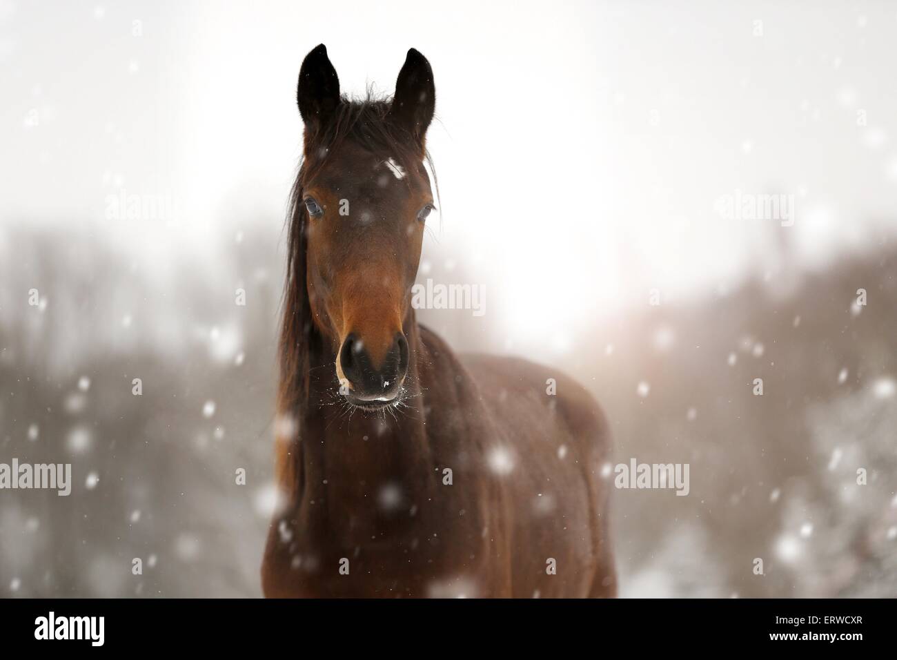 horse in driving snow Stock Photo