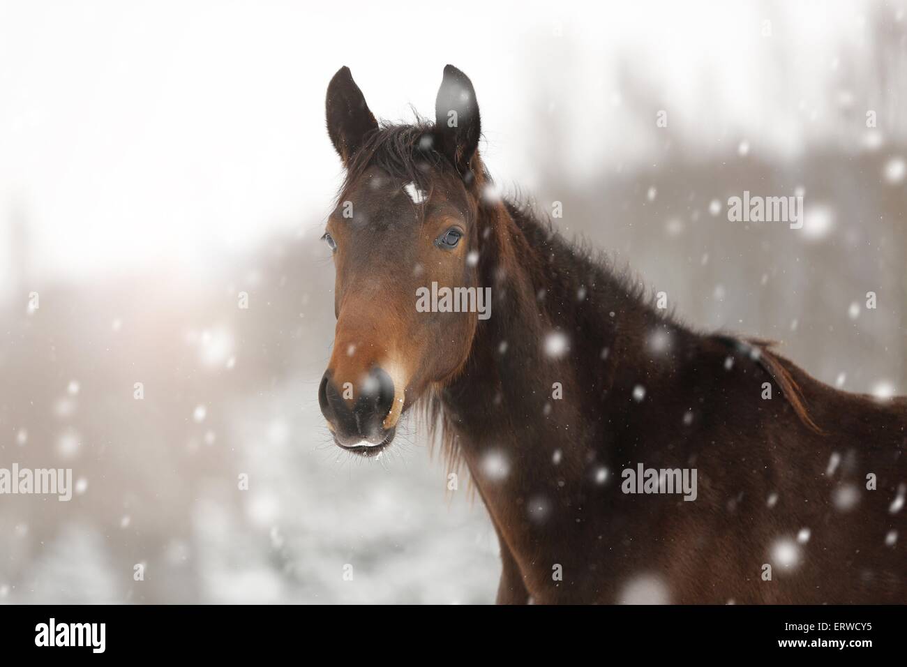 horse in driving snow Stock Photo Alamy