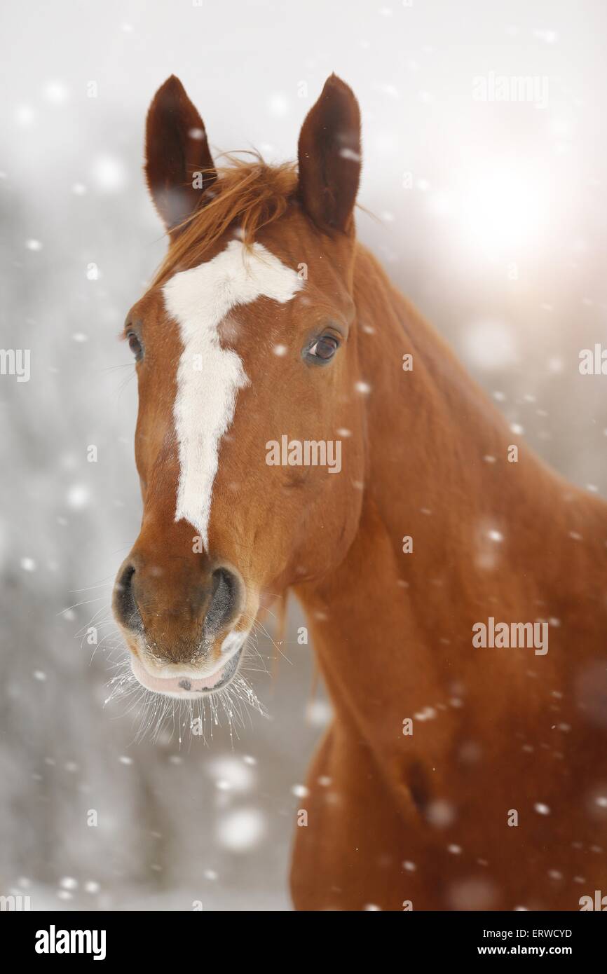 German Sport Horse in driving snow Stock Photo