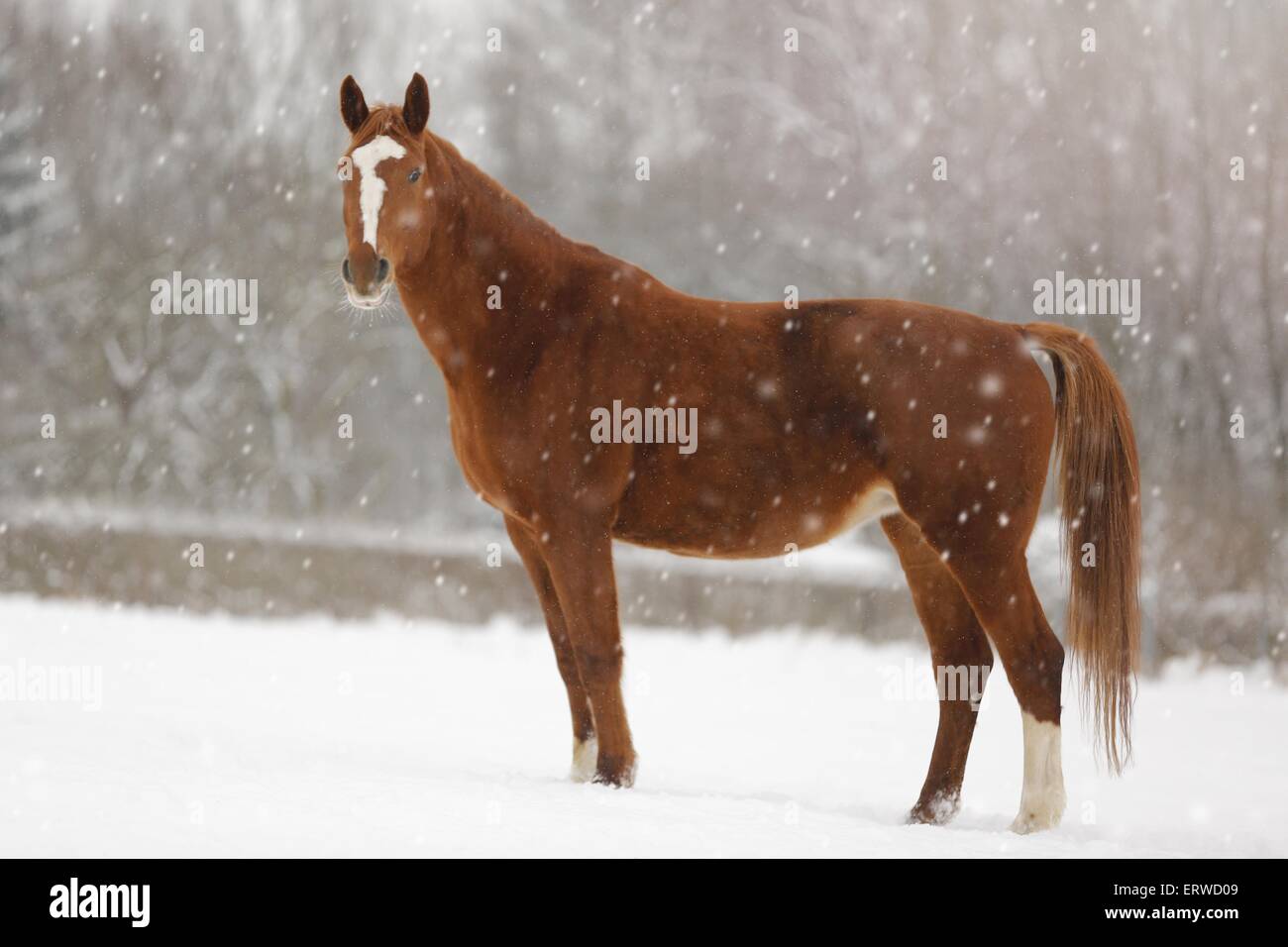 German Sport Horse in driving snow Stock Photo