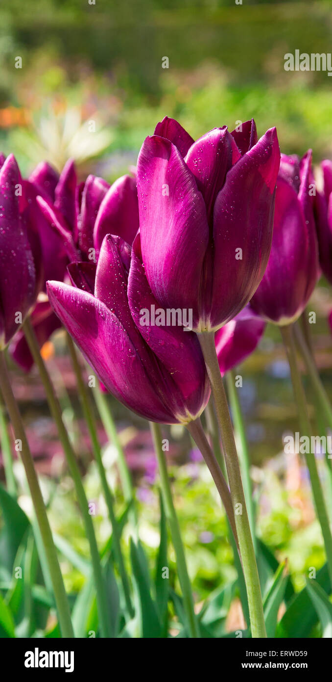 closeup of dark purple tulips with water droplets stock photo