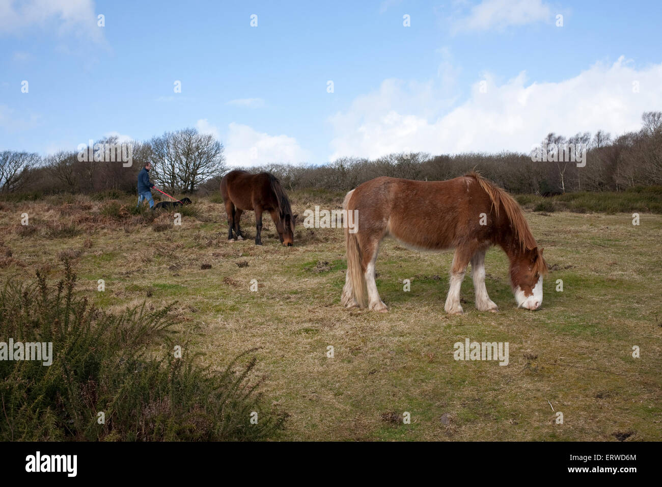 Exmoor ponies grazing with man walking dog behind Stock Photo