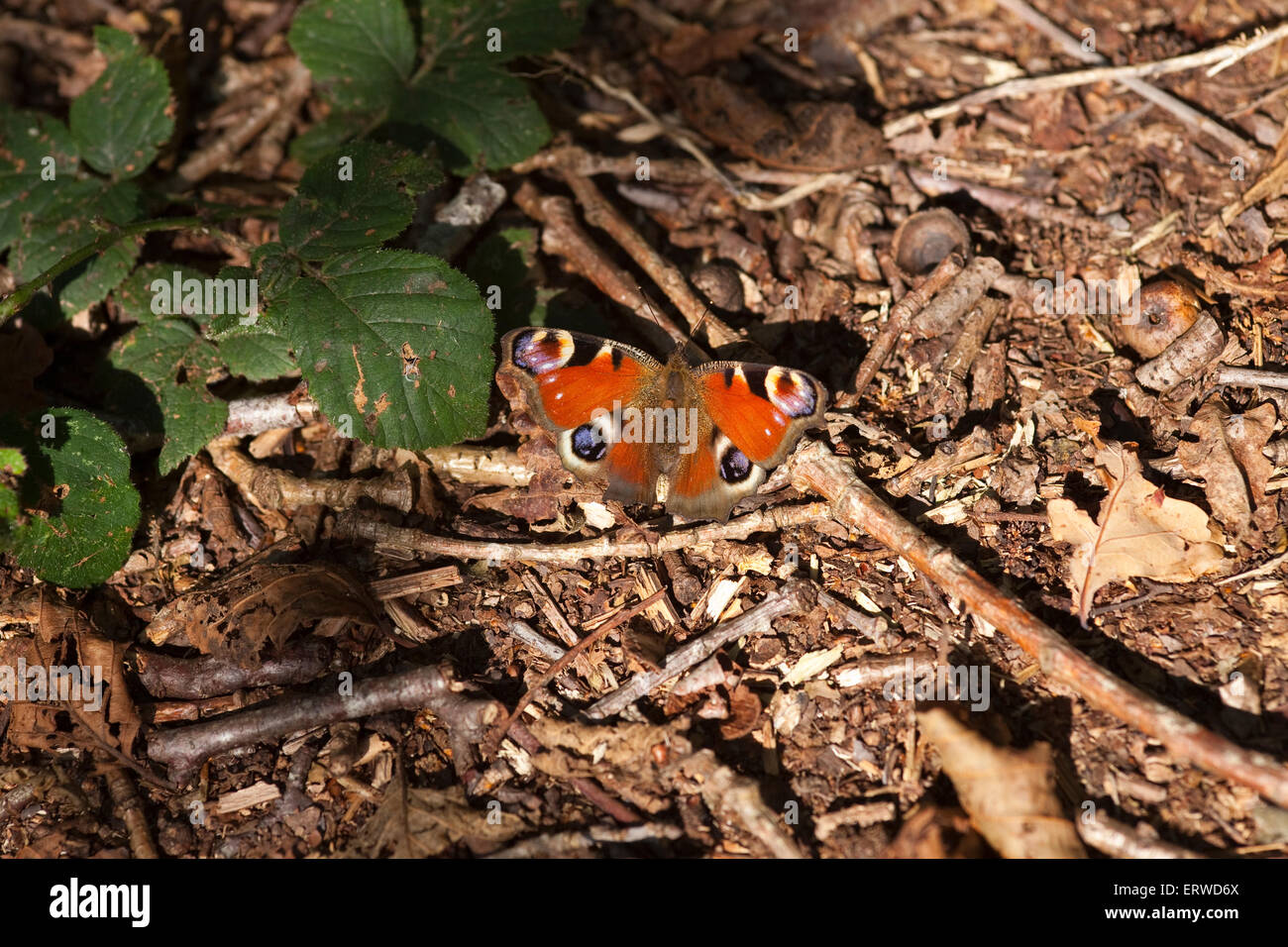 peacock butterfly on the ground in its natural environment Stock Photo