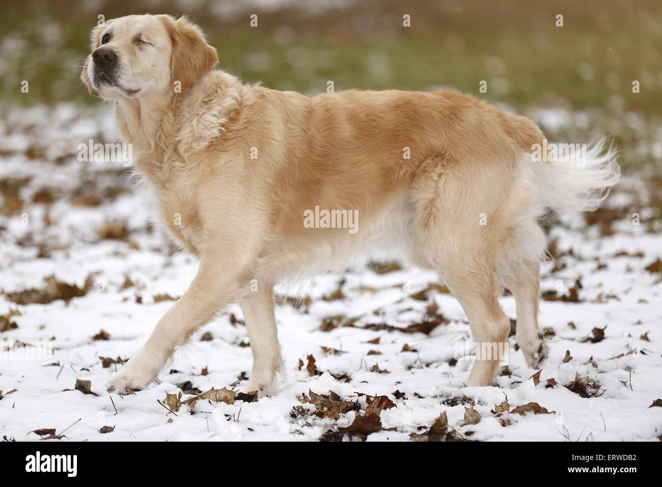 blinde Golden Retriever Stock Photo - Alamy