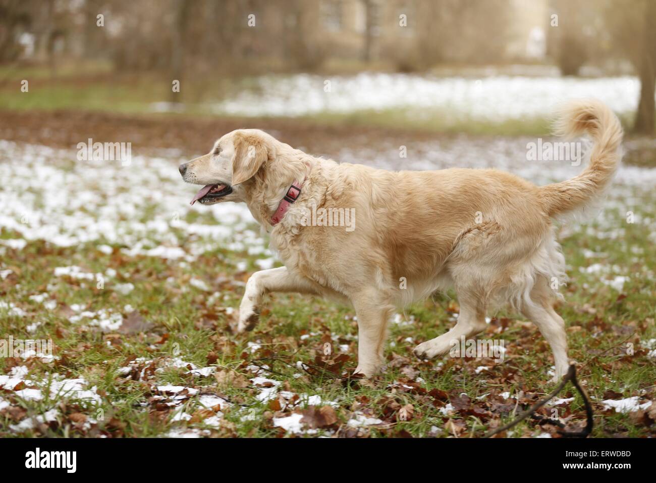 blinde Golden Retriever Stock Photo - Alamy