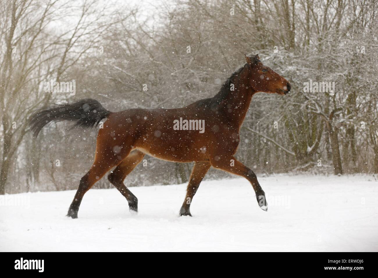 brown horse in driving snow Stock Photo