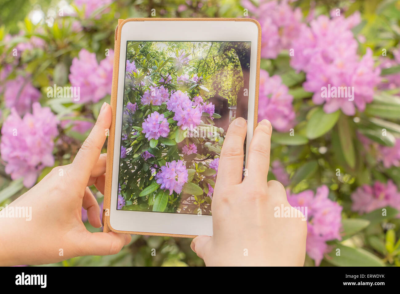 Taking snapshot of pink flowers with tablet Stock Photo Alamy