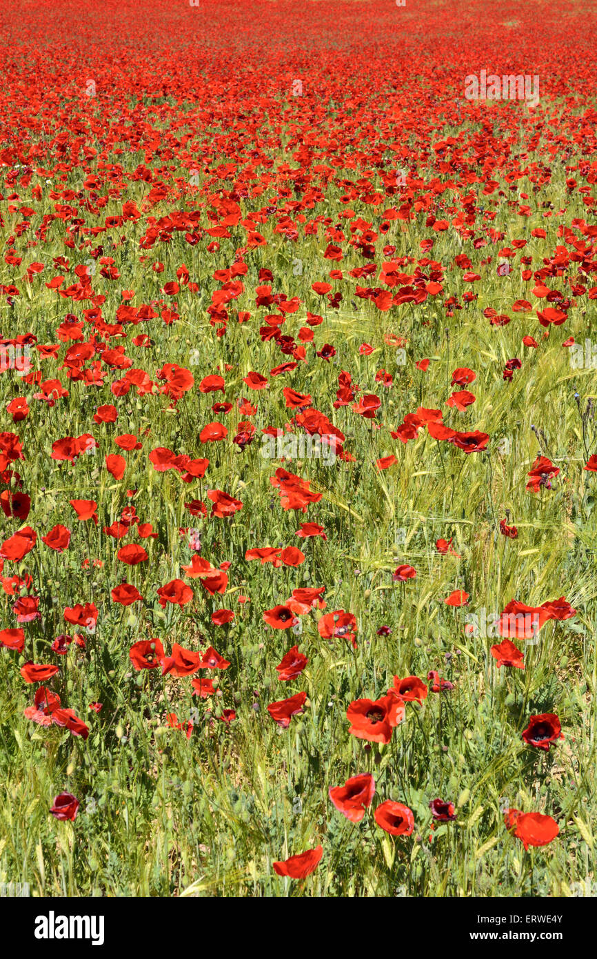 Field of red poppies near Toledo, Spain, Cabanas de la Sagre Stock Photo