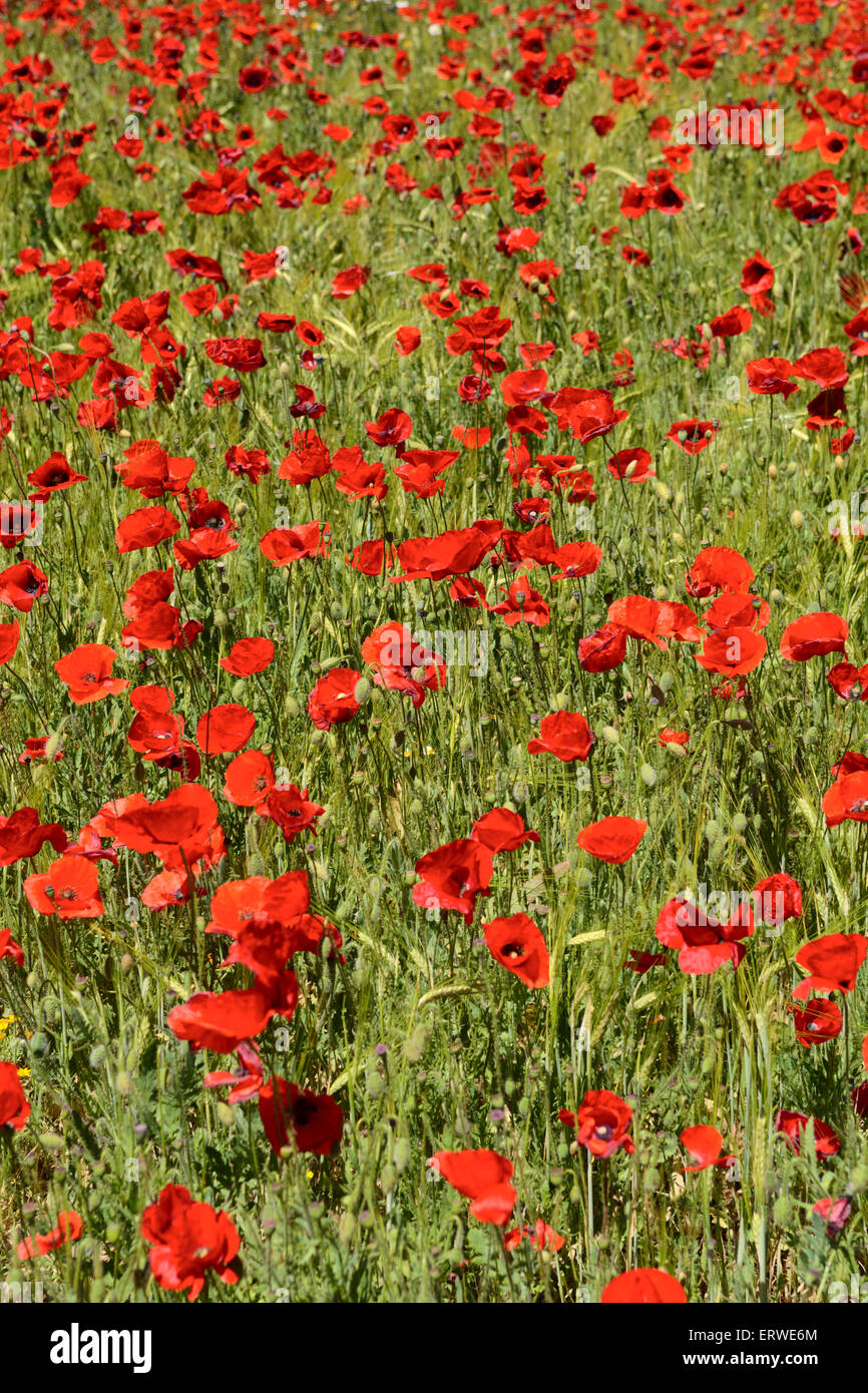 Field of red poppies near Toledo, Spain, Cabanas de la Sagre Stock Photo