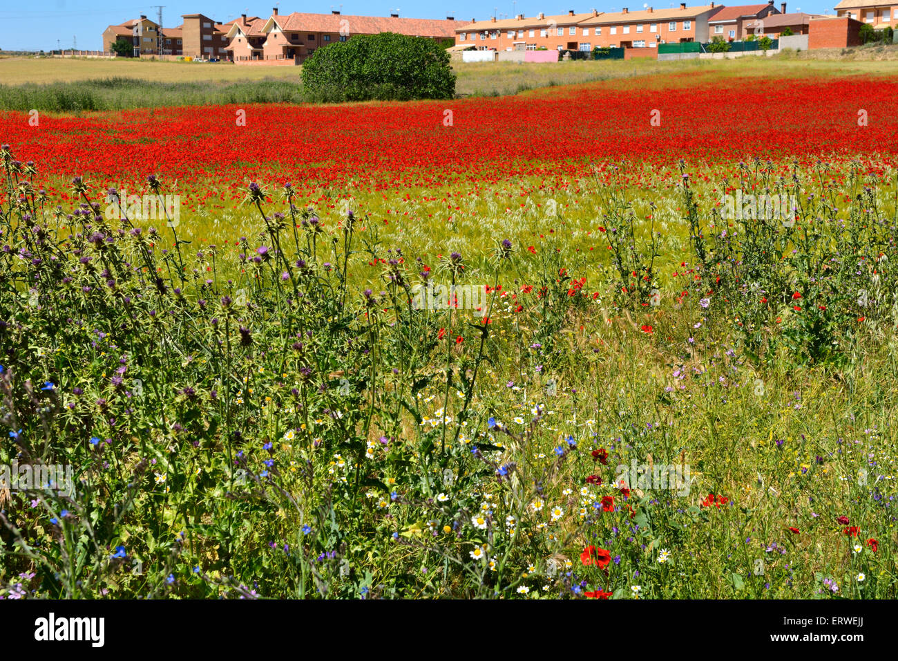 Wild flowers and red poppies in Spanish field by Cabanas de la Sagre near Toledo Stock Photo