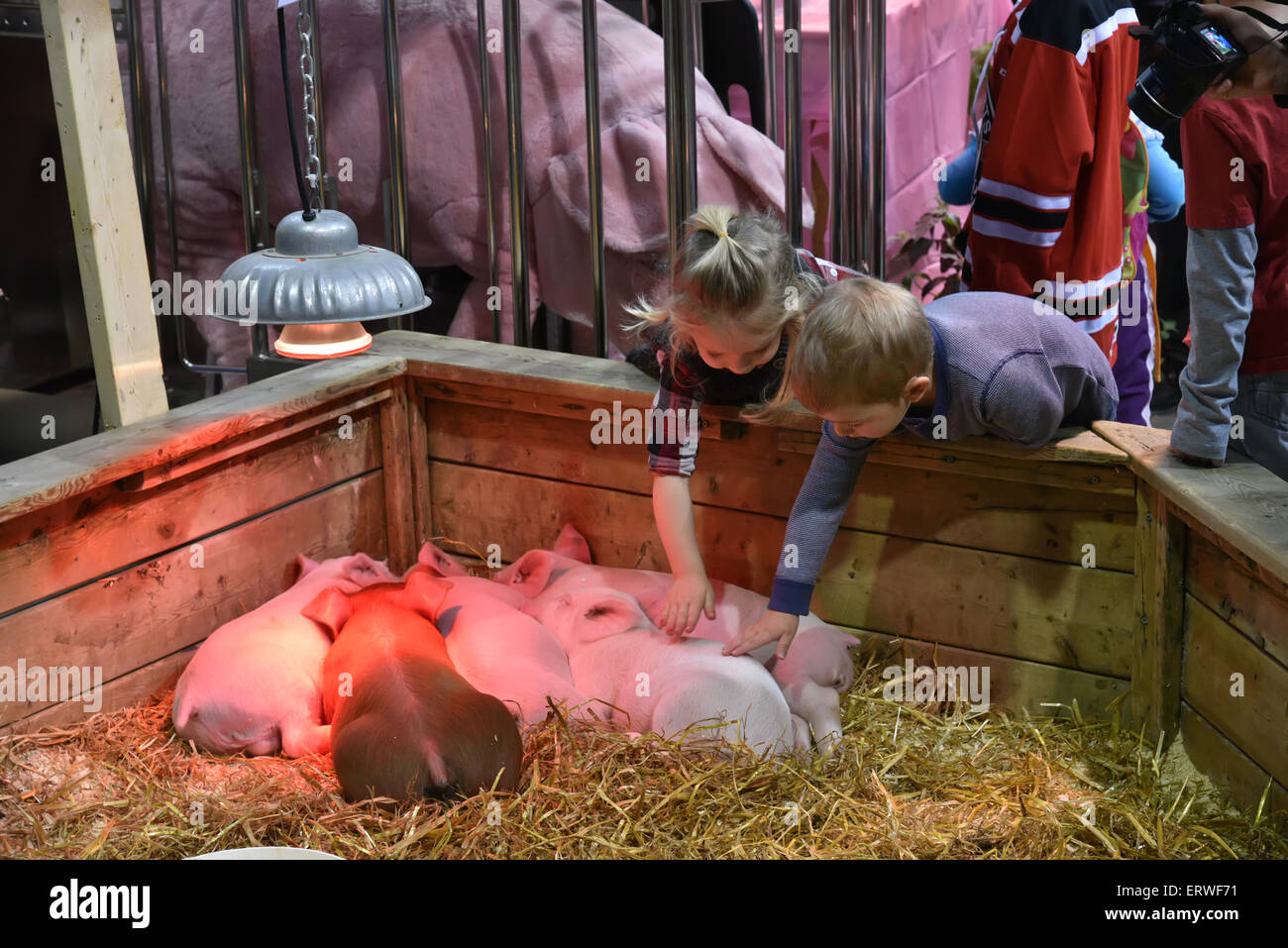 Children stroking sleeping piglets at an agricultural show Stock Photo
