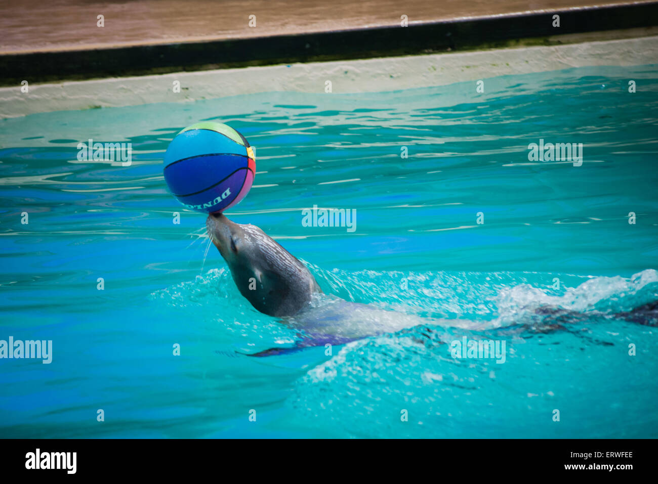 Seal Balancing Ball Dot To Dot Sheet Printable Pdf Do vrogue.co