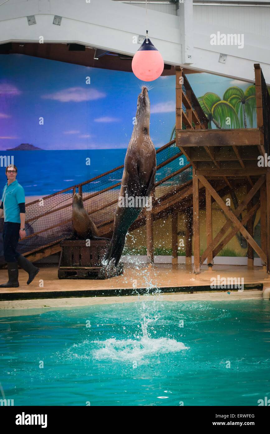 Seals at Blair Drummond Safari Park Scotland Stock Photo Alamy