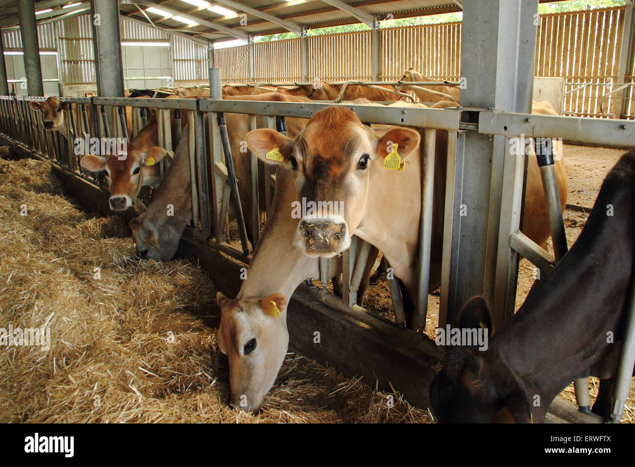 A dairy herd of Jersey cows feed indoors at a farm in Derbyshire