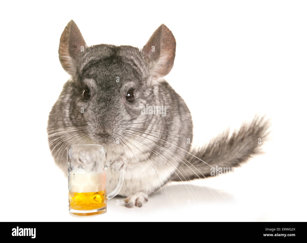 Chinchilla with a pint of beer cutout Stock Photo