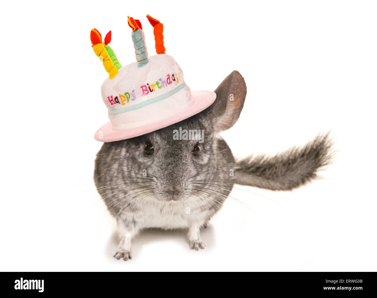 День шиншиллы. Шиншилла с днем рождения. Шиншилла в шляпке. С днем рождения шиншилла открытка. Шиншилла в праздничном колпачке.