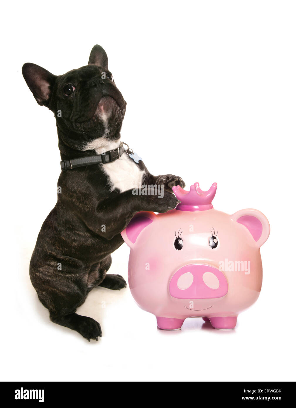 dog with piggy bank cutout Stock Photo Alamy