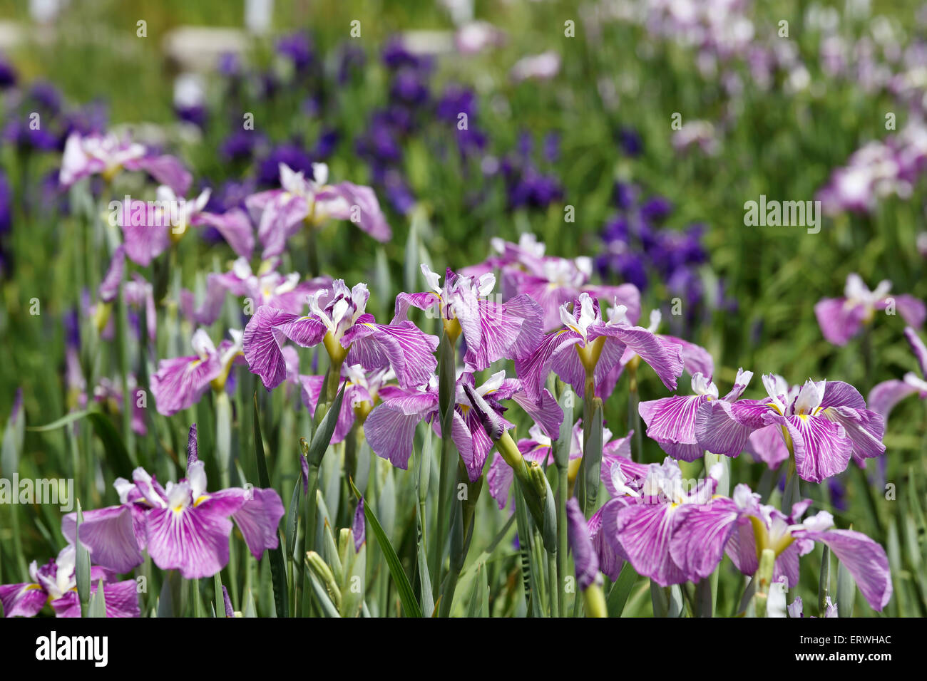 Flowers of blue flag Stock Photo Alamy
