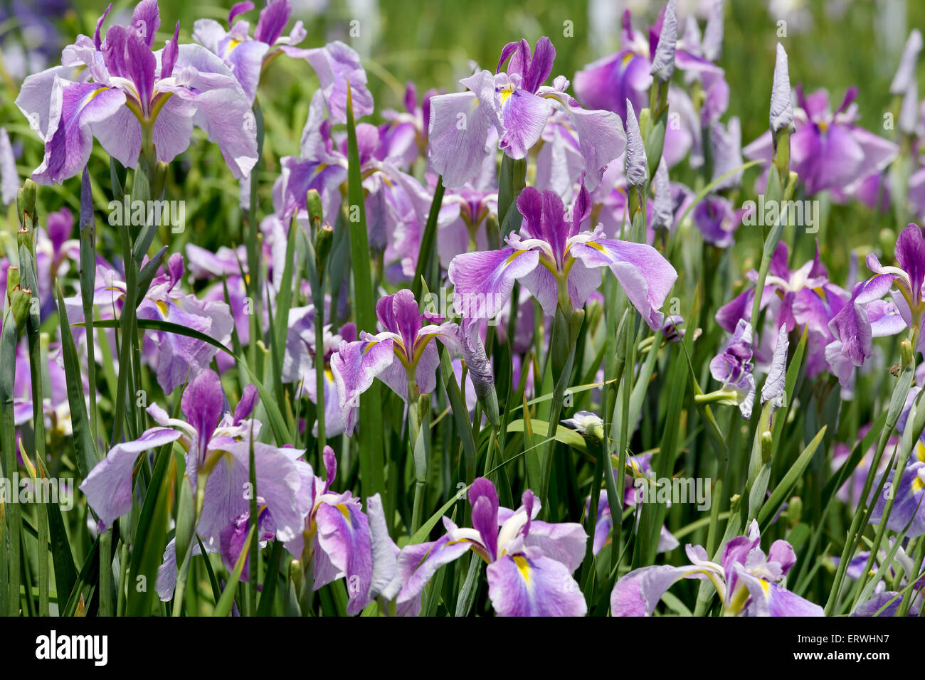 purple iris flower on flower bed Stock Photo Alamy