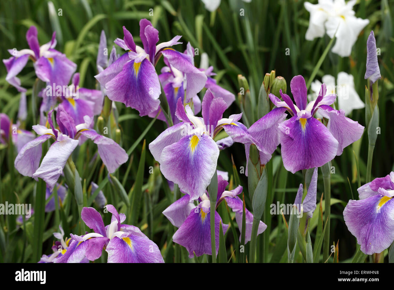 Flowers of blue flag Stock Photo Alamy
