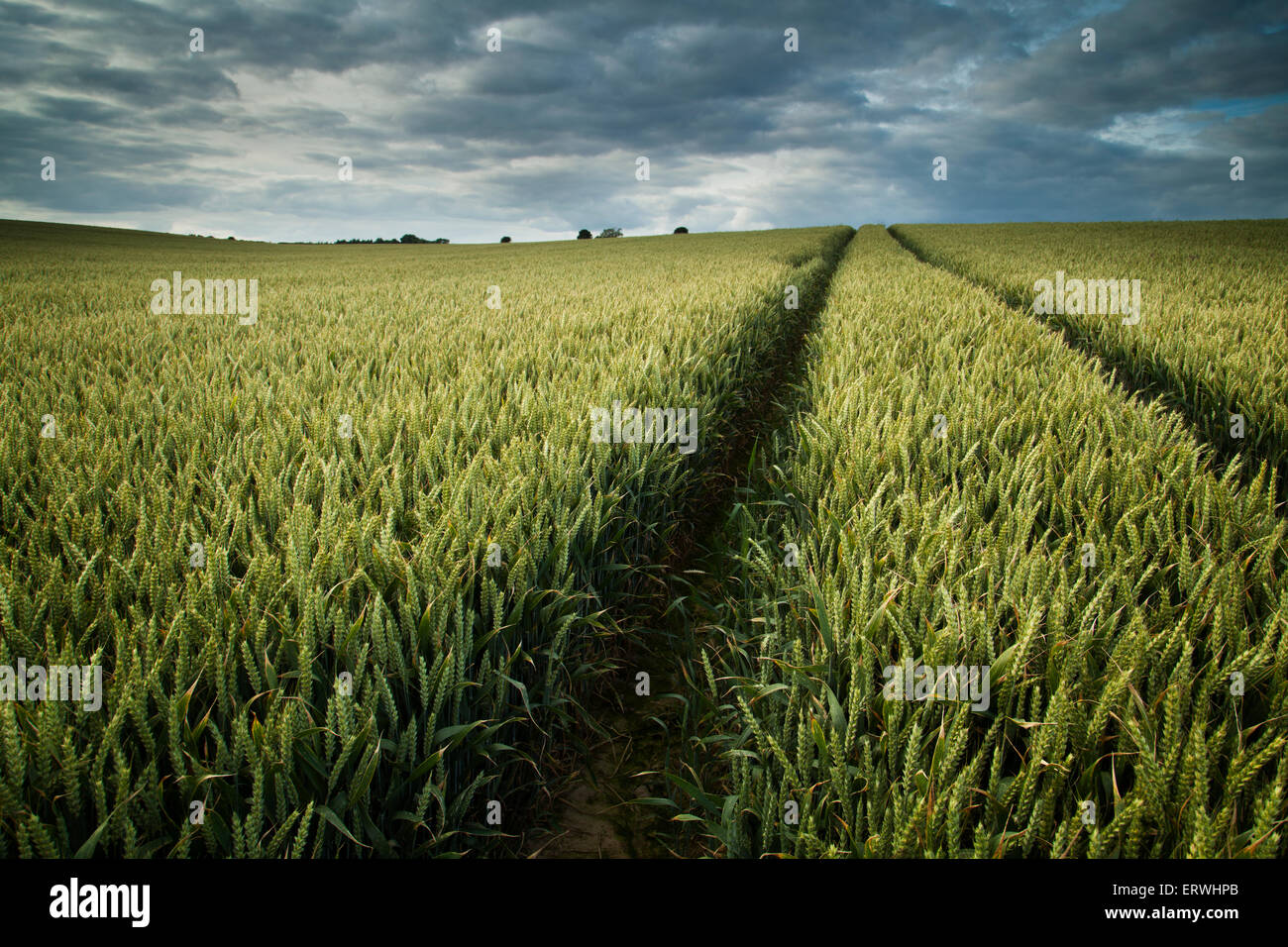 Wheat Field with Tractor Tracks Stock Photo