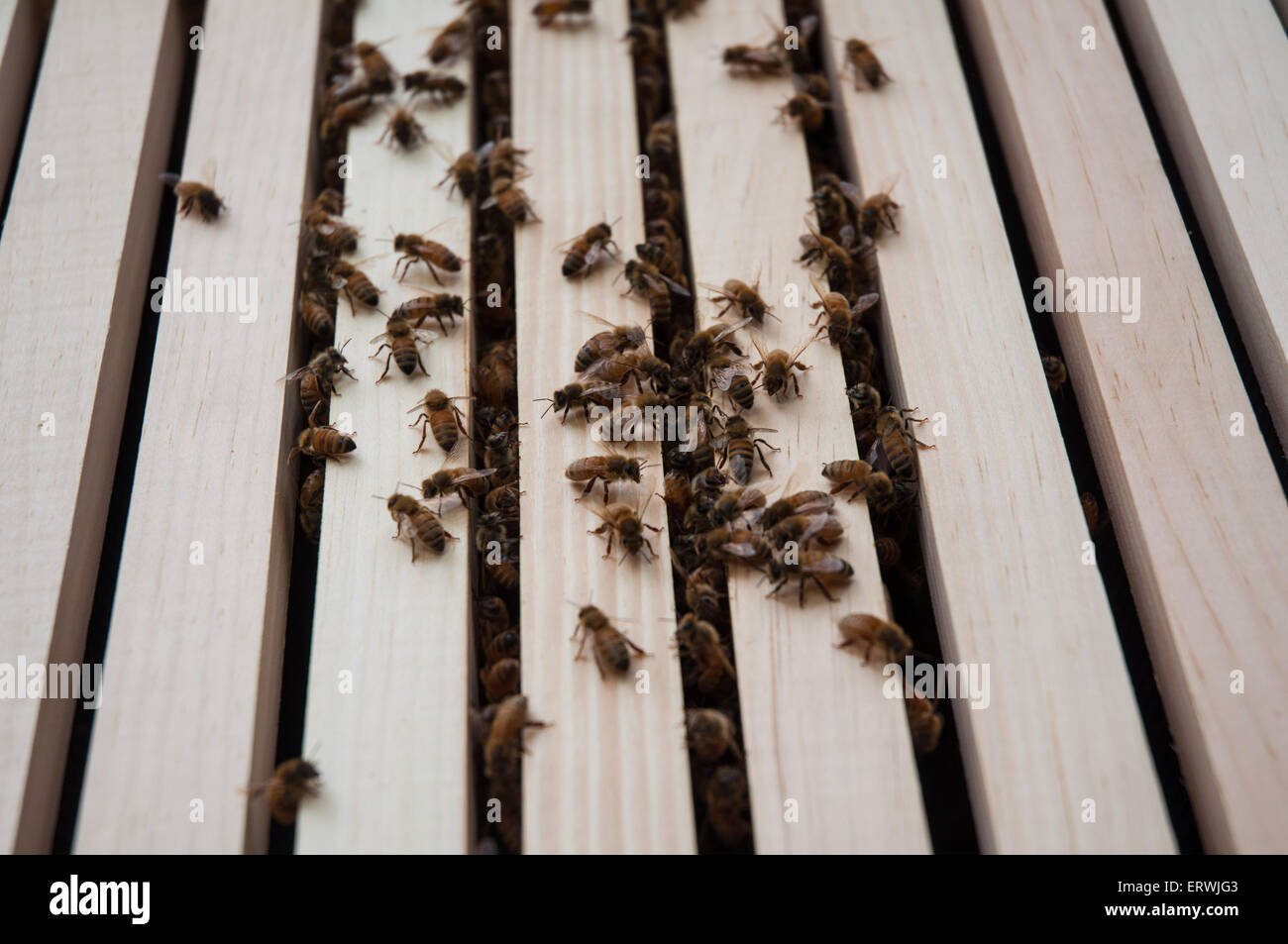 Worker bees move about the frames of a Langstroth style hive. Stock Photo