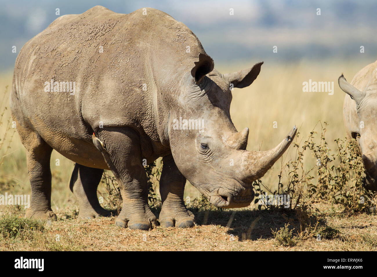 White Rhinocerous (Ceratohtherium simum) Stock Photo