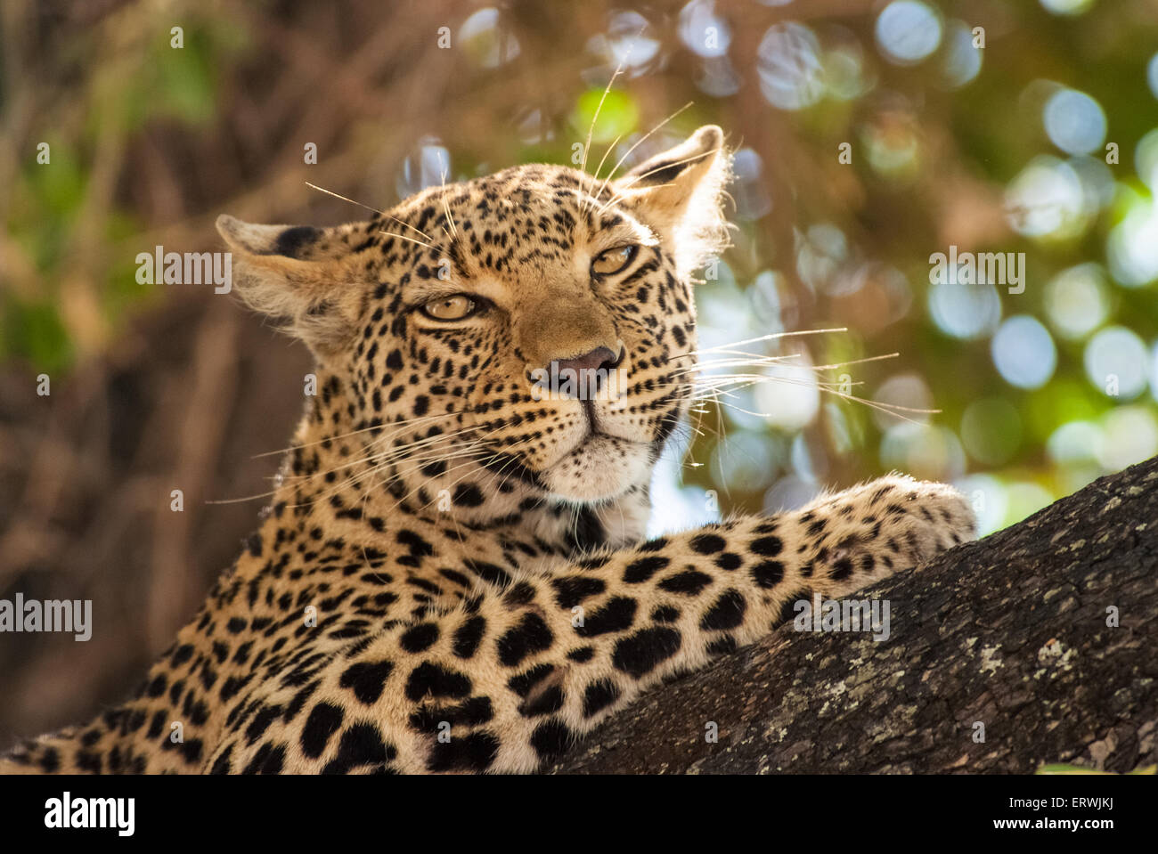 Safari shot of an African leopard in an acacia tree in Botswana's Okavango Delta. Stock Photo