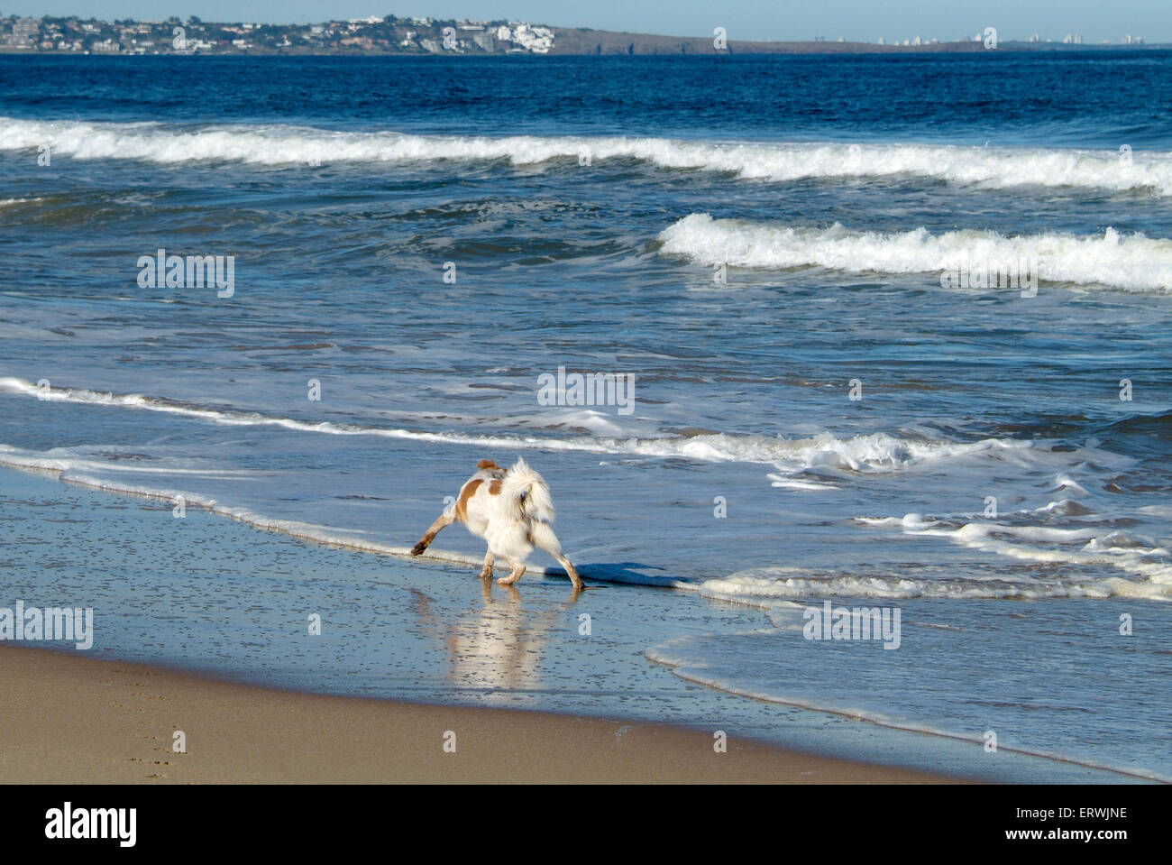 Ocean Park Beach near Punta del Este, Atlantic Coast, Uruguay Stock Photo