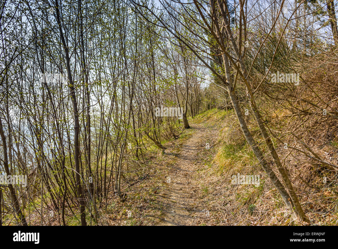 Sense of freedom following a walkpath in the trees, breathing pure air