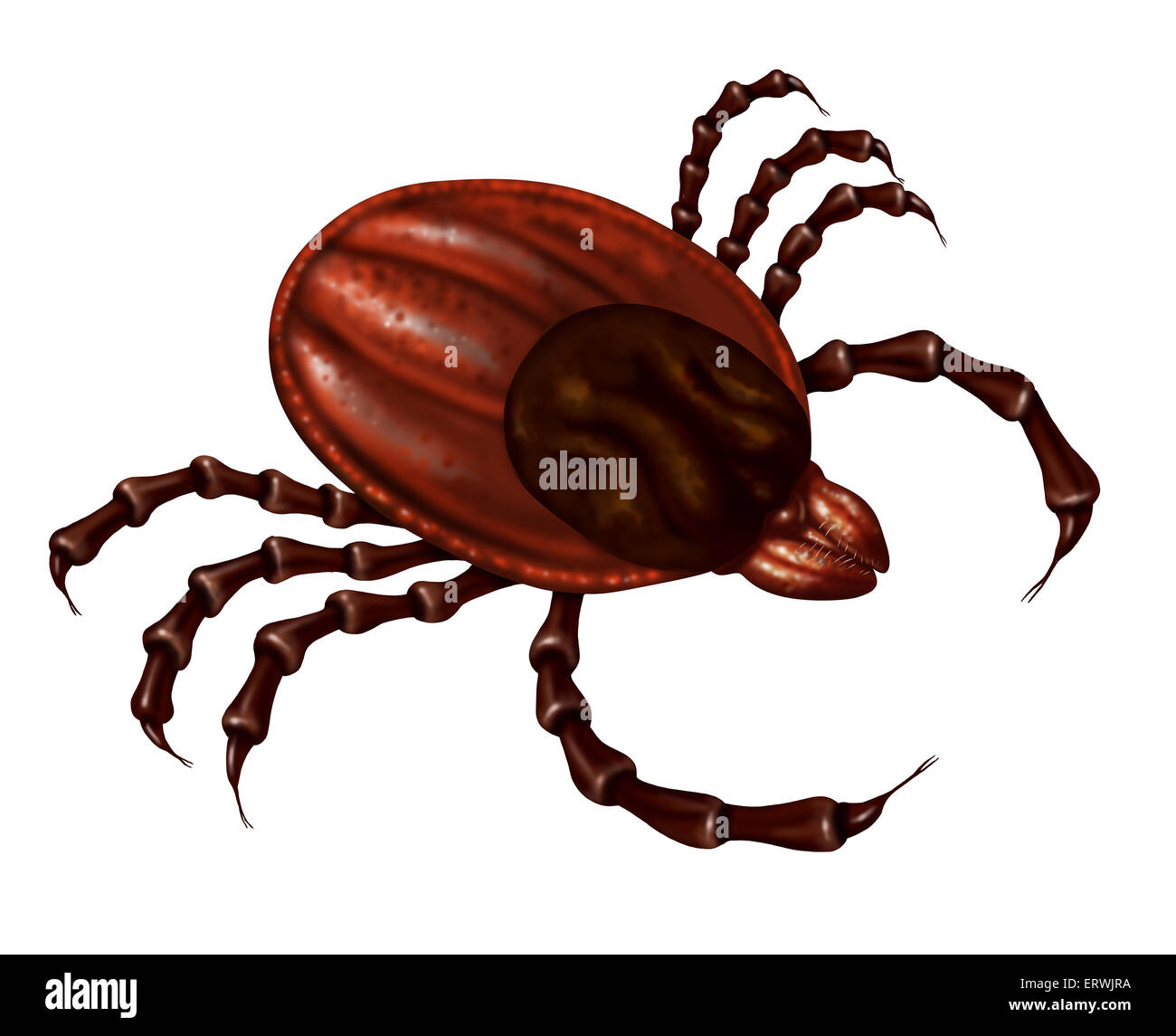 Tick insect close up illustration isolated on a white background as a symbol of a parasite arachnid that sucks blood and infects animals with bacteria and viruses with possible illness as lyme disease and fever. Stock Photo
