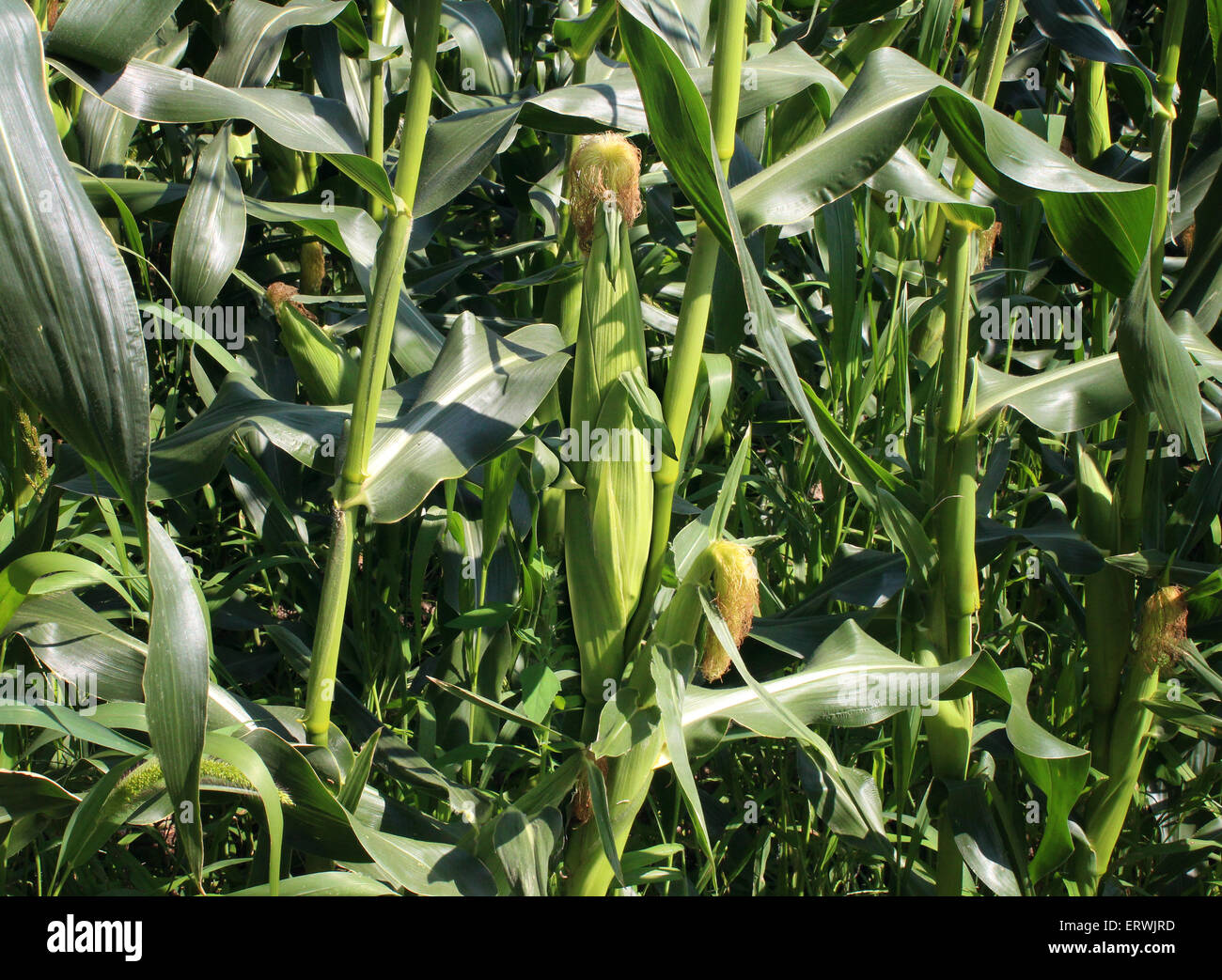 Corn field background as a symbol for agriculture of a staple food crop and farming fresh produce during the summer seasonal growing period. Stock Photo