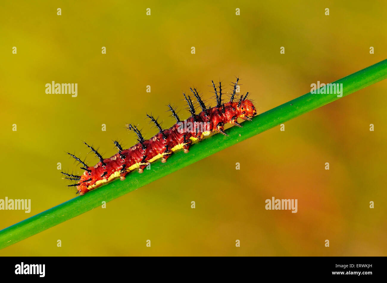 Red Caterpillar Stock Photo